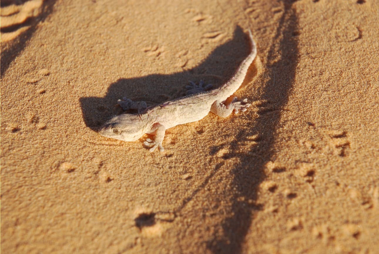 Beobachtung von Fauna und Flora